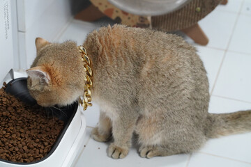 Cat with golden chain necklace is eating from bowl filled with dry cat food. cat has light brown fur coat and is focused on its meal, creating playful and charming scene