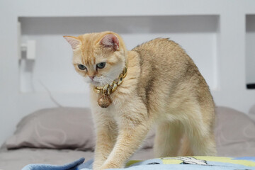 Golden cat with shiny collar stands on bed, showcasing its playful demeanor and curious expression. soft bedding adds cozy atmosphere to scene