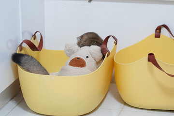 Playful kitten rests comfortably in yellow basket alongside soft toy, creating cozy and heartwarming scene. bright colors and adorable companionship evoke feelings of warmth and joy