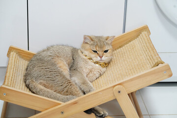 Relaxed cat rests comfortably on wooden pet bed, showcasing its soft fur and golden collar. serene atmosphere highlights cat calm demeanor in cozy indoor setting