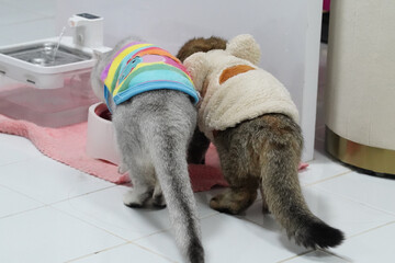 Cute kittens wearing colorful sweaters are eating from bowl. playful scene captures their adorable behavior and cozy attire, creating heartwarming atmosphere