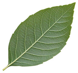 Fototapeta premium PNG Green leaf green green leaf botanical.