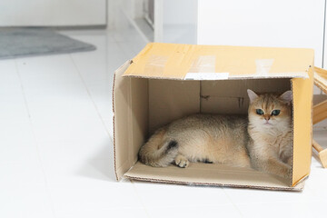 Cat rests comfortably inside cardboard box, showcasing its playful nature and curiosity. soft fur and relaxed posture create cozy atmosphere in indoor setting