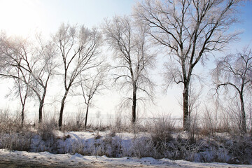 Fototapeta premium Winter Landscape with Hoarfrost Trees in Daylight
