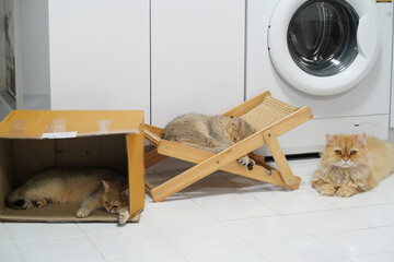 Cozy cats relax in home setting, one sleeping in cardboard box, another on wooden lounge chair, and third sitting nearby. Their peaceful expressions create warm atmosphere
