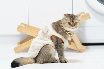 Cat wearing cozy outfit sits on tiled floor, showcasing its unique appearance and expression. background features wooden structure, adding playful touch to scene