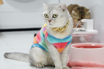 Stylish cat wearing colorful sweater and gold chain sits gracefully in modern home environment, showcasing its unique personality and charm