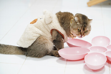 Fluffy cat wearing cozy outfit sits beside pink bowls, showcasing playful and adorable moment. cat expression adds charm to scene, making it delightful and heartwarming