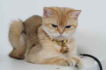 Fluffy cat with golden coat rests on white surface, wearing decorative collar with bell. cat appears calm and curious, showcasing its unique features and playful personality