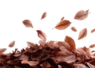 Fototapeta premium PNG Autumn leaves floating gracefully skyward.