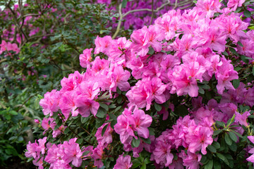 Azalea bud flower. Rhododendron plant in garden. Floral background. Pink color