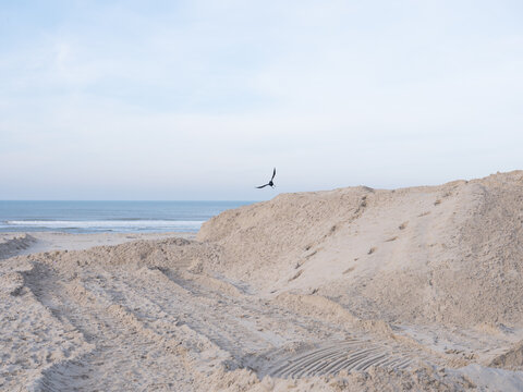 A crow flies away from a small dune on a beach