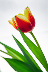 Fototapeta premium Beautiful tulip flower bouquet on light background
