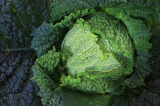 berza verde coliflor encima de una mesa para vender en el mercado pa&iacute;s vasco feria 4M0A1239-as26