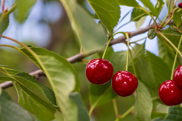 Red and sweet cherry berries