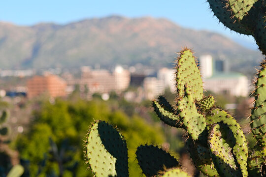 Cactus plants overlook Pasadena, California, with city buildings and the San Gabriel Mountains softly blurred in the background.