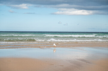 Seagull at the beach next to the seashore