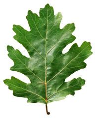 Fototapeta premium PNG Green oak leaf illustration photography botanical.
