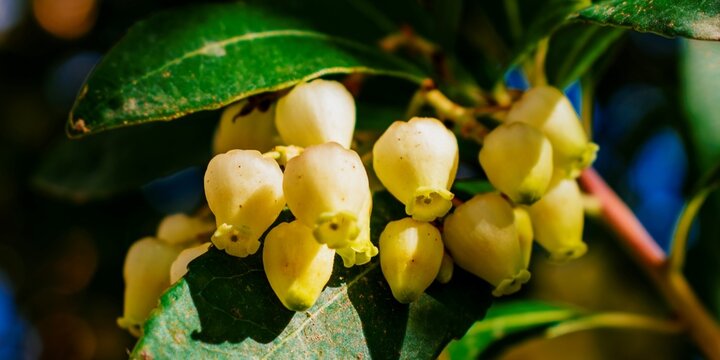 Strawberry tree flowers. Madrid, Spain, Europe