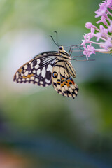 Obraz premium kleine Schmetterlinge ganz nah