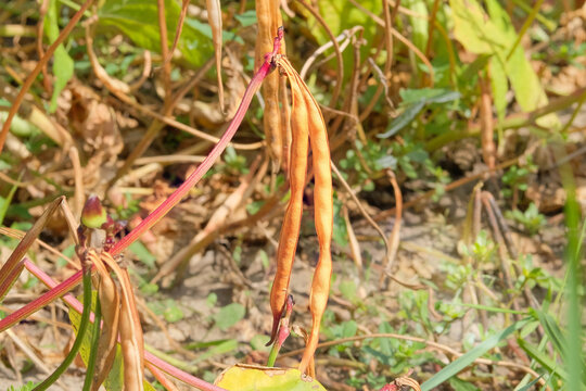 Agriculture field. Vigna mungo seed head in meadow in sunny day. Black matpe plant in gardening. Organic plant in farming.