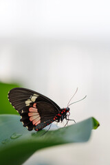 Obraz premium kleine Schmetterlinge ganz nah