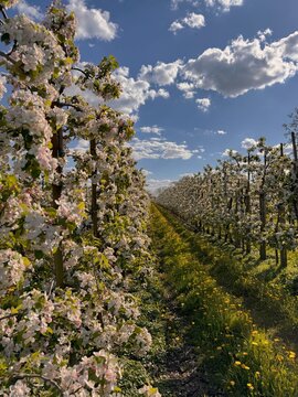 Apfelbl&uuml;te