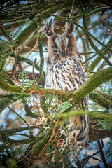 Obraz premium Waldohreule ( Asio otus ) am Schlafplatz.