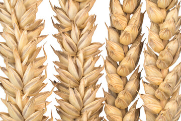 triticum aestivum pattern