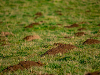 Obraz premium Viele Maulwurfshaufen auf einer Wiese