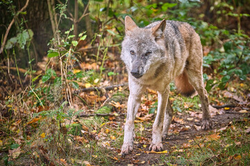 Obraz premium Europäischer Wolf ( Canis lupus ).