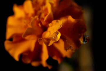 Macro photograph of a marigold flower.