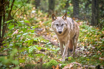 Obraz premium Europäischer Wolf ( Canis lupus ).