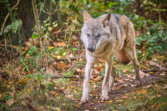 Europ&auml;ischer Wolf ( Canis lupus ).