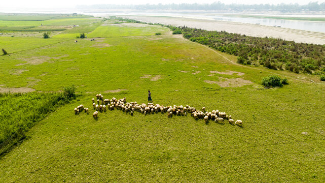 Aerial view of a shepherd guiding a flock of sheep across the vivid green fields near the sandy riverbanks, Sariakandi, Rajshahi Division, Bangladesh.