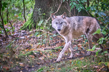 Obraz premium Europäischer Wolf ( Canis lupus ).