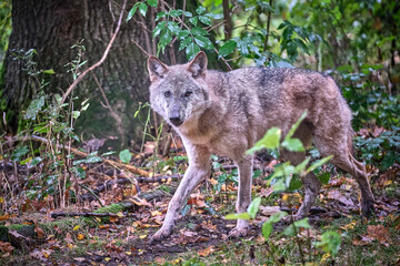 Fototapeta premium Europäischer Wolf ( Canis lupus ).