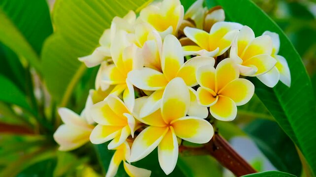 Plumeria flowers bloom beautifully. Selective focus.