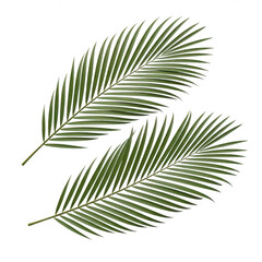 Fototapeta premium Tropical palm leaves isolated on transparent background