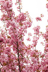 Blooming pink flowers of a japanese cherry tree fill the air with beauty during the spring season, creating a stunning natural spectacle that captivates the senses. Sakura Flower