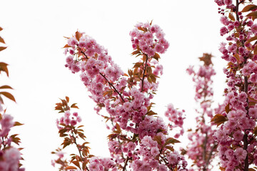Reaching branches of pink cherry blossoms stretch towards the sky, showcasing nature's vibrant artistry against a clear white background, celebrating spring's renewal. Japanese Sakura Flower
