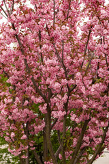 Beautiful pink sakura flowers blooming on branches in spring, creating a stunning natural display against a clear sky, symbolizing renewal and the beauty of nature. Japanese Sakura Flower