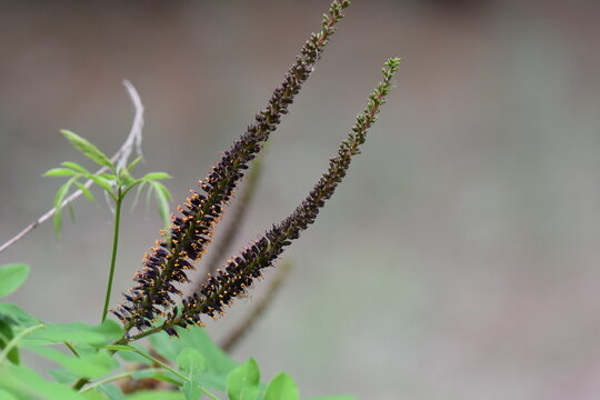 Close up of the flowers of a plant with black and yellow pollen, shallow depth of field