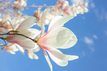 Blooming magnolia tree in spring park with fresh green background	
