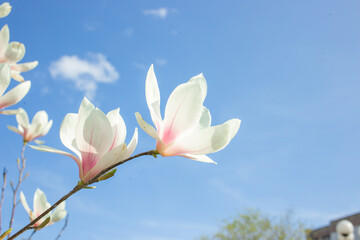 Blooming magnolia tree in spring park with fresh green background	
