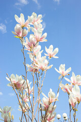 Blooming magnolia tree in spring park with fresh green background	
