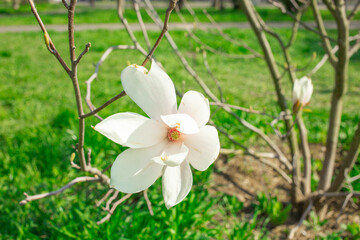 Blooming magnolia tree in spring park with fresh green background	
