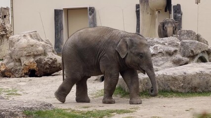 Little Asian or Asiatic elephant, Elephas maximus is the only living species of the genus Elephas and is distributed in Southeast Asia from India and Nepal in the west to Borneo in the east.