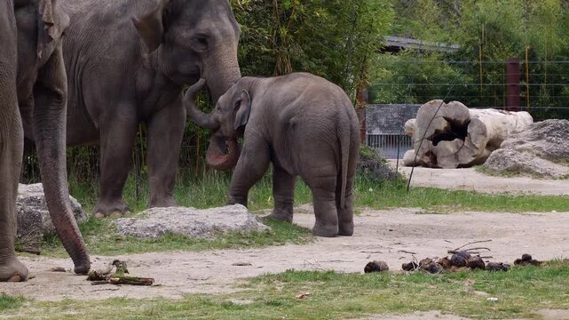 Little Asian or Asiatic elephant, Elephas maximus is the only living species of the genus Elephas and is distributed in Southeast Asia from India and Nepal in the west to Borneo in the east.