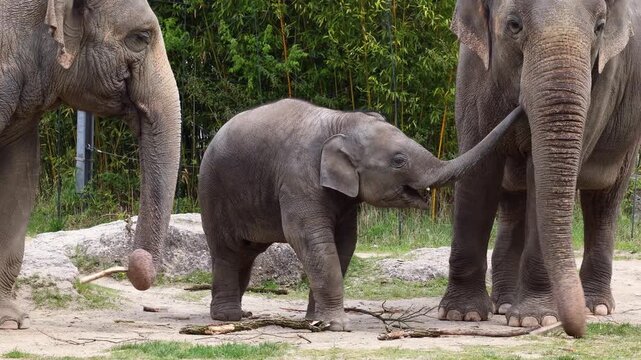 Little Asian or Asiatic elephant, Elephas maximus is the only living species of the genus Elephas and is distributed in Southeast Asia from India and Nepal in the west to Borneo in the east.